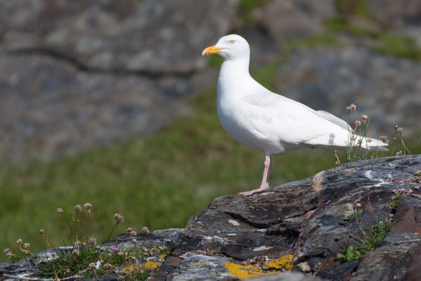 White Birds in Florida