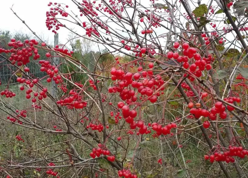 33 Trees with Red Berries (Pictures and Identification)