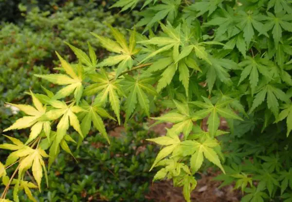 Plants That Look Like Marijuana