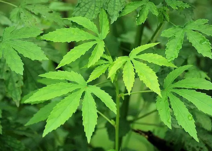15 Plants That Look Like Marijuana (Pictures and Identification) - What Do Marijuana Plants Look Like