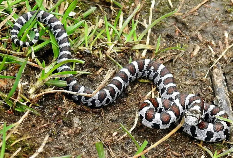 White Snakes With Black Stripes