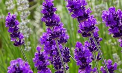 27 Fragrant Purple Flowers for Your Garden with Pictures