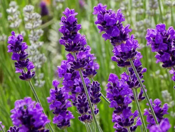 Fragrant Purple Flowers