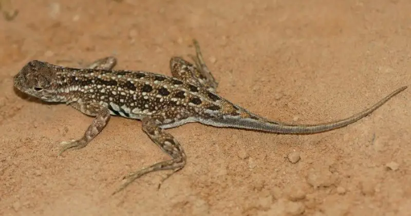 Lizards in Arizona