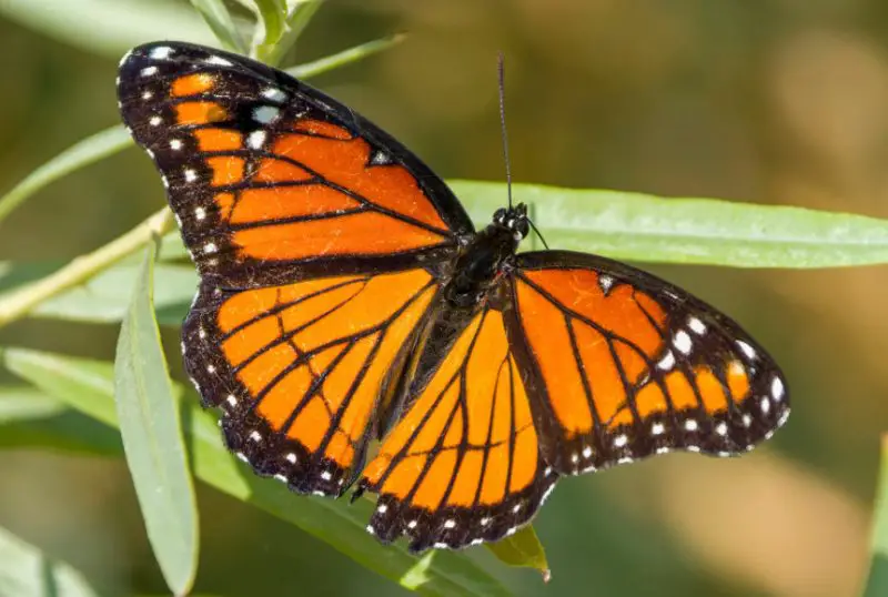 Michigan Butterflies