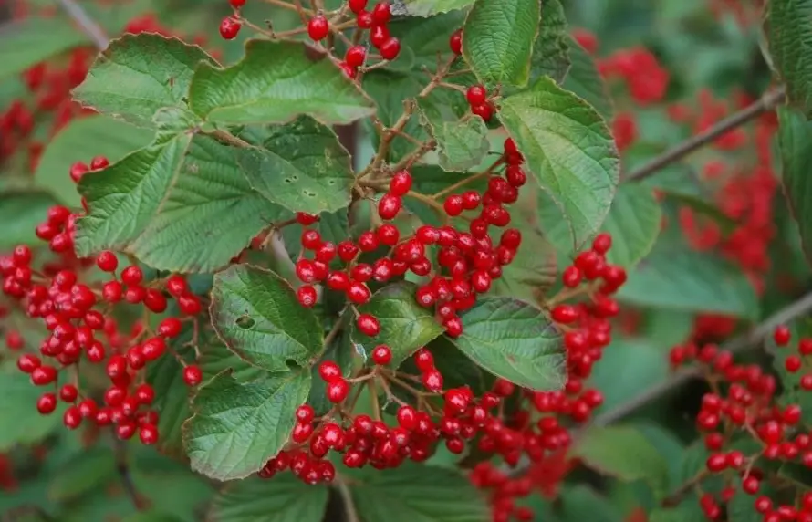 33 Trees with Red Berries (Pictures and Identification)
