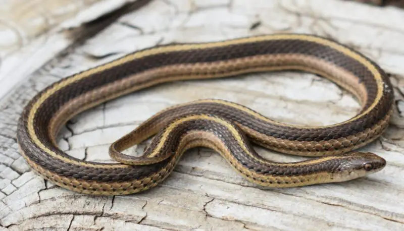 Black Snakes with Yellow Spots