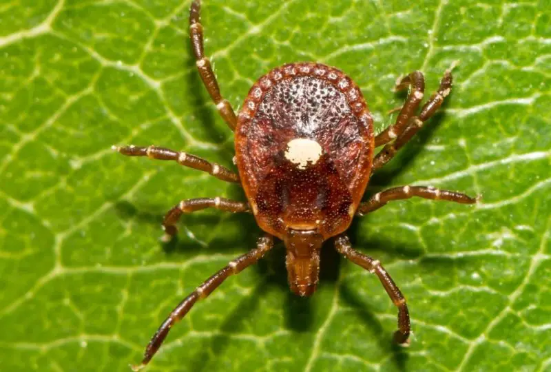 Dangerous Bugs in Texas