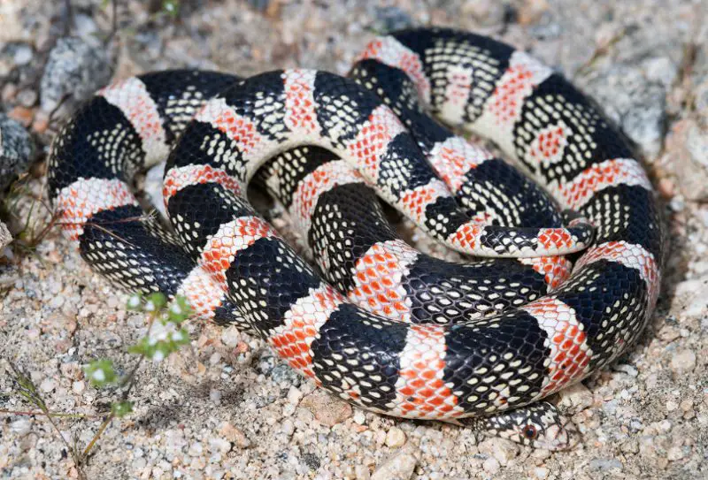 black and orange snakes