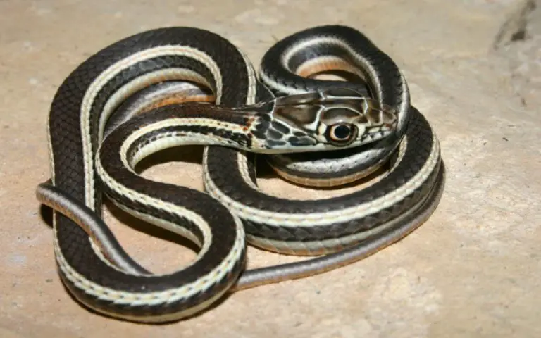 17 White Snakes With Black Stripes (Pictures and Identification)