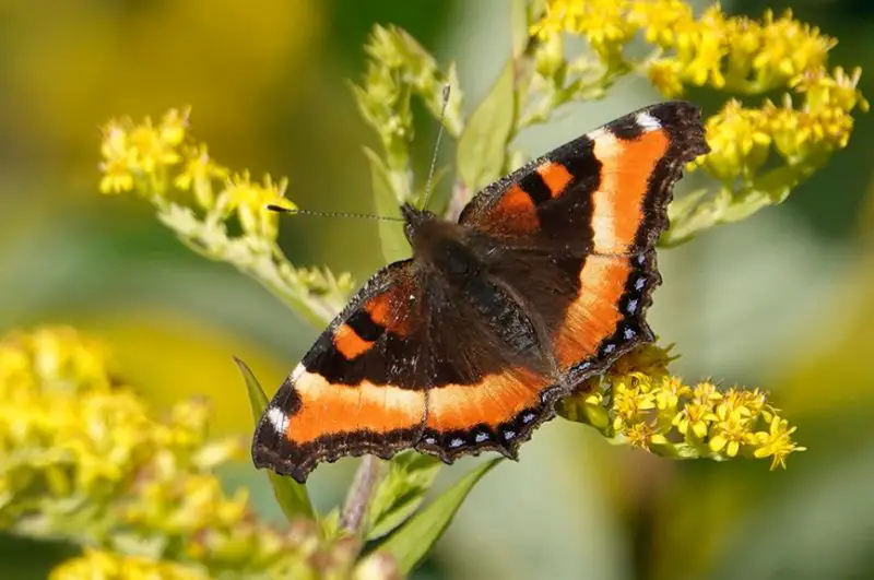 Black and Orange Butterfly