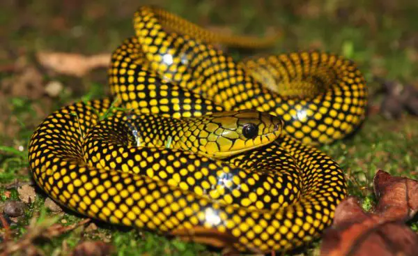 37 Black Snakes with Yellow Spots (Pictures and Identification)
