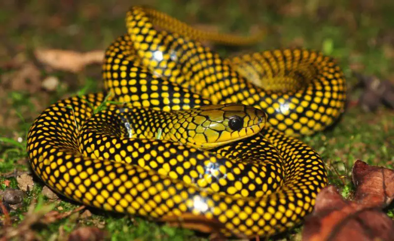 Black Snakes with Yellow Spots