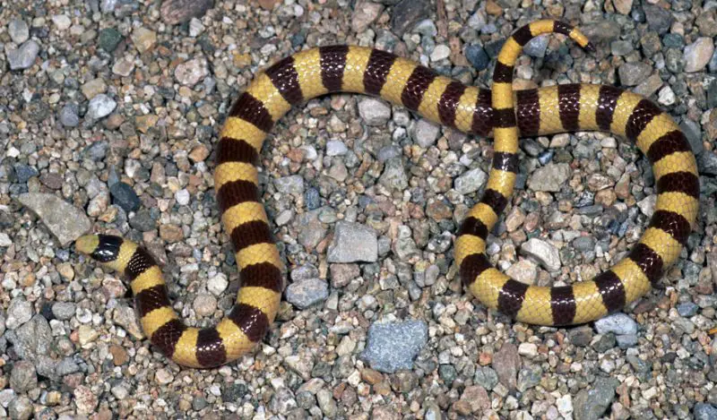 Black Snakes with Yellow Spots