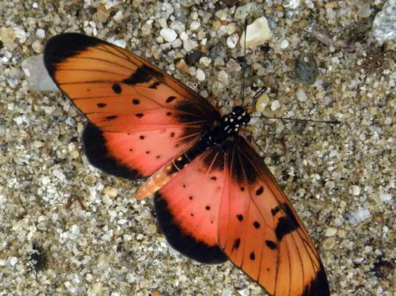 Red and Black Butterfly