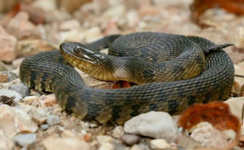 Tennessee Water Snakes