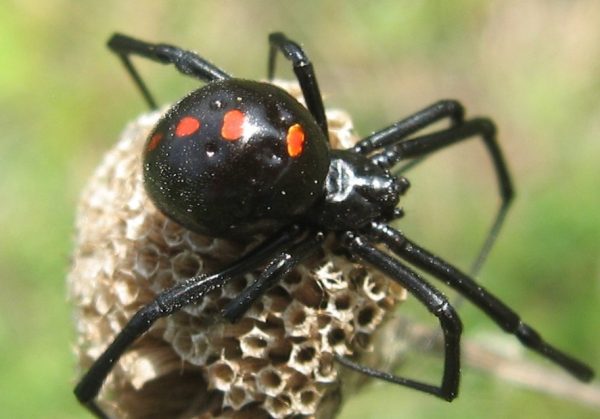 Spiders In Massachusetts