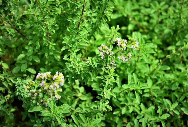15 Plants That Look Like Marijuana (Pictures and Identification)