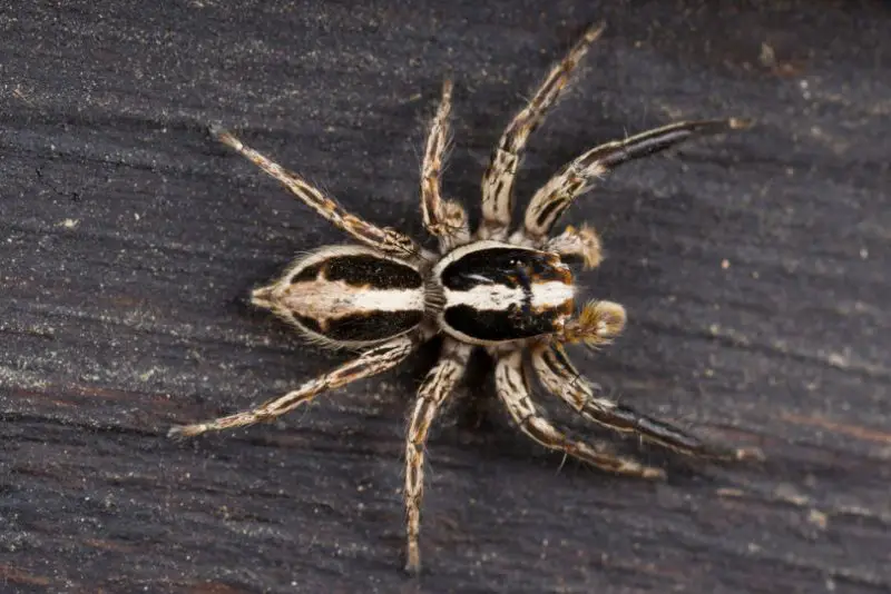 Black spider with white stripe