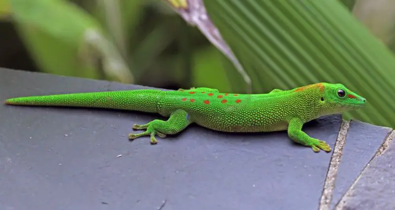 Green Lizards in Florida