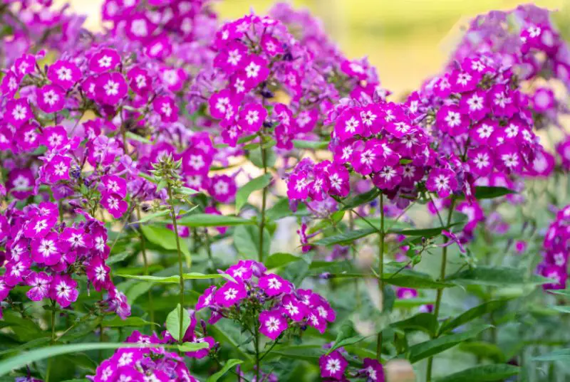 Fragrant Purple Flowers
