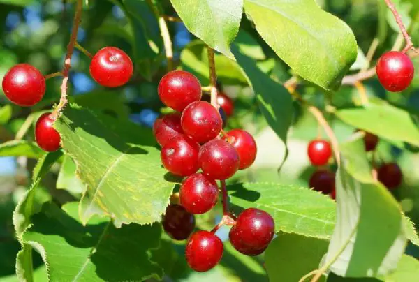 Trees with Red Berries