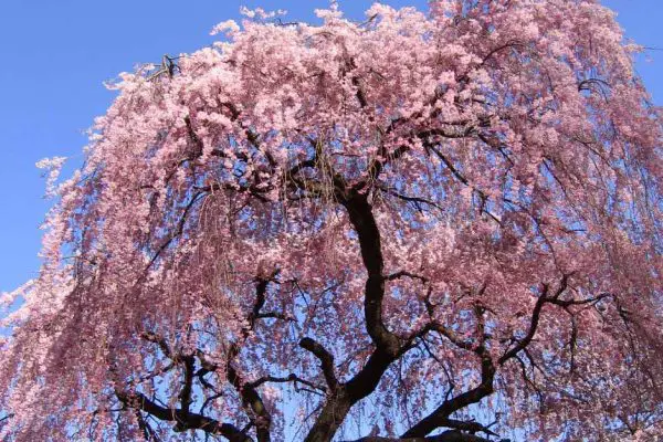 Pink Weeping Cherry Tree