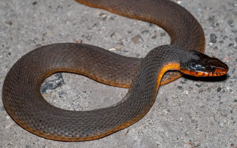 black and orange snakes