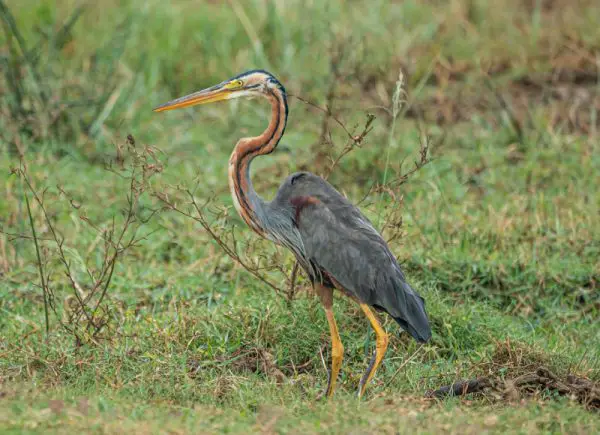 Birds with a Long Neck