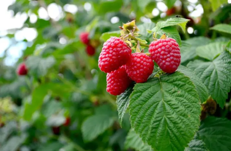 33 Trees with Red Berries (Pictures and Identification)