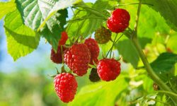 18 Raspberry Companion Plants (Pictures and Names)