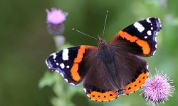 Black and Orange Butterfly: 50 Species with Pictures and ID Guide