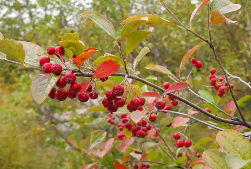 33 Trees with Red Berries (Pictures and Identification)