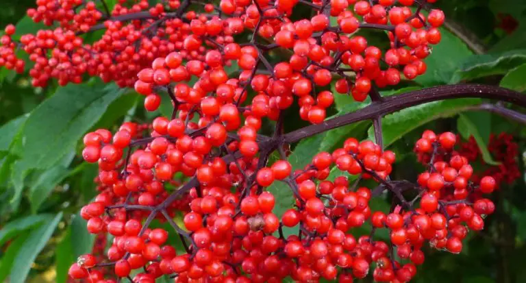 33 Trees with Red Berries (Pictures and Identification)