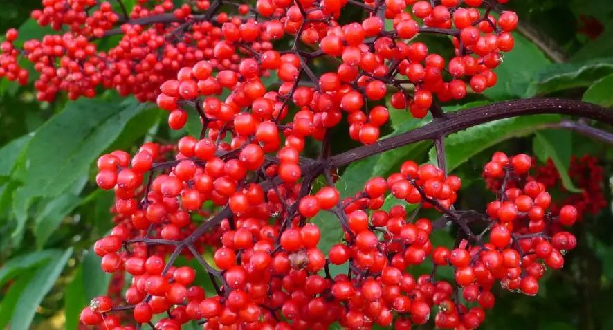 33 Trees with Red Berries (Pictures and Identification)