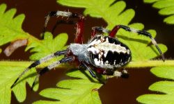 26 Black Spiders with White Spots (Pictures and Identification)