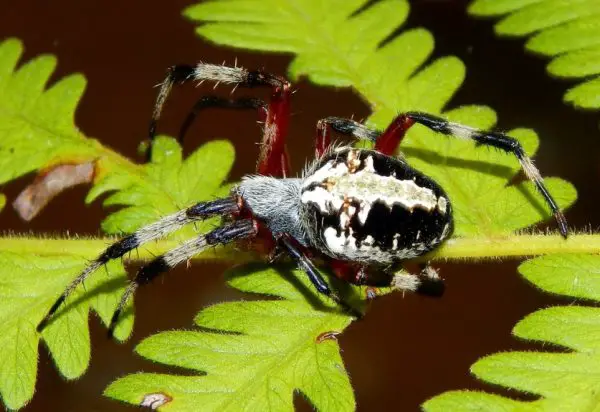 Black Spiders with White Spots