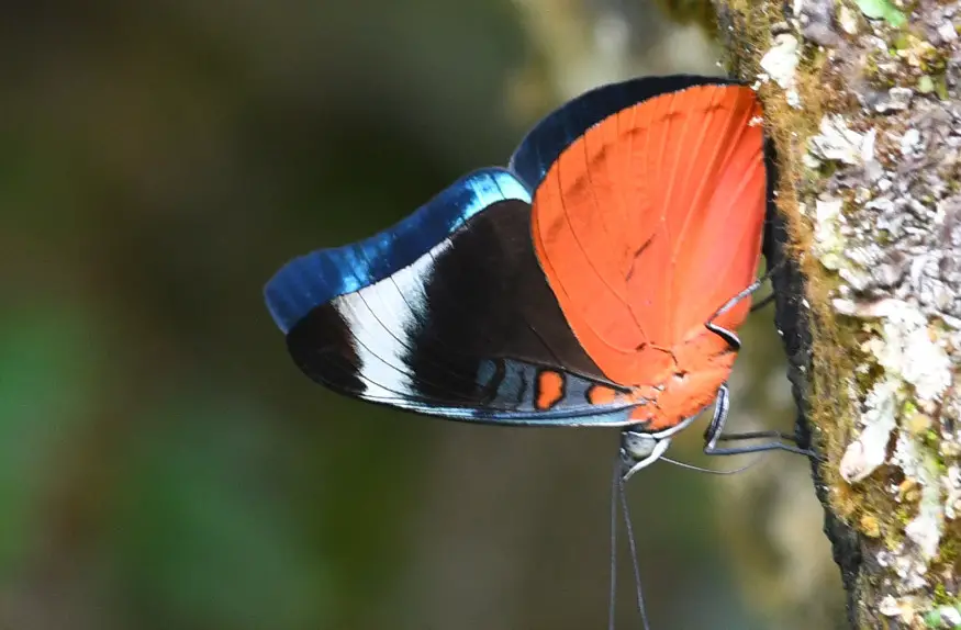 38 Red and Black Butterfly Species (Pictures and Identification)