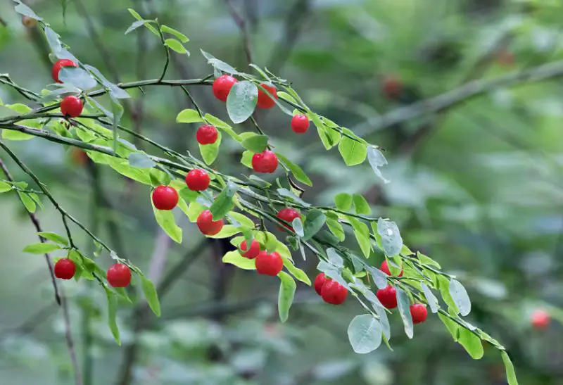 Trees with Red Berries