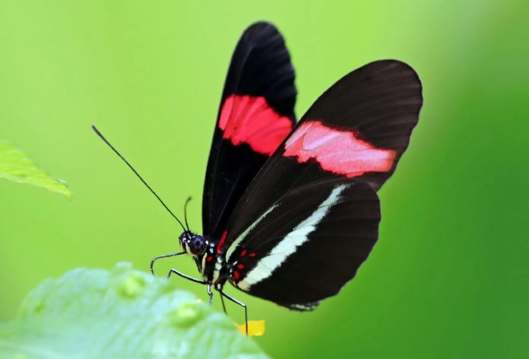 38 Red and Black Butterfly Species (Pictures and Identification)