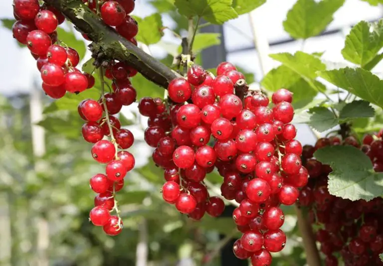 33 Trees with Red Berries (Pictures and Identification)