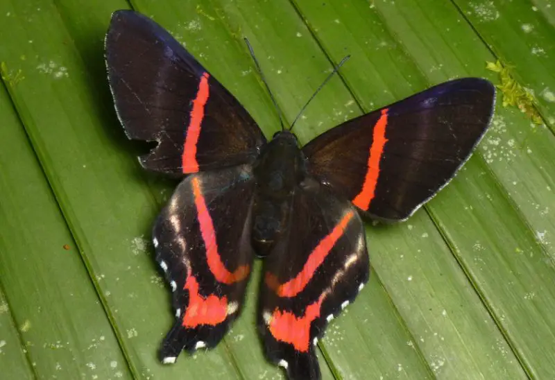 Red and Black Butterfly