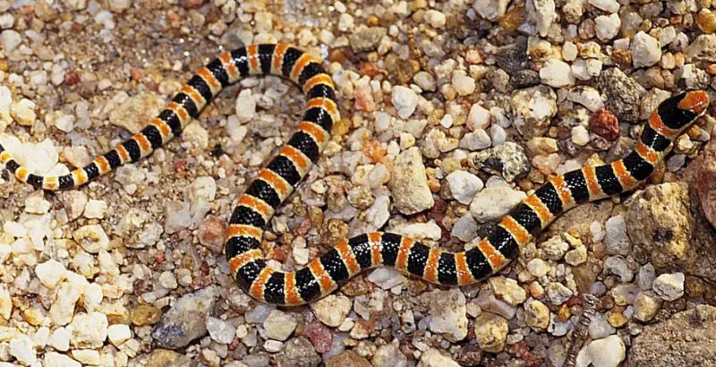 Black Snakes with Yellow Spots