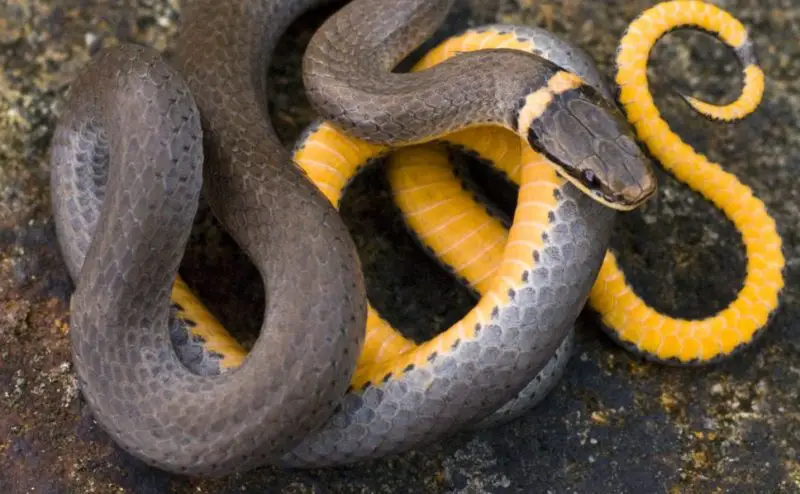 Black Snakes with Yellow Spots