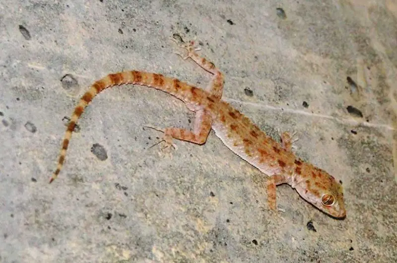 Types of Geckos