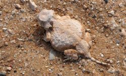 71 Lizards in Arizona (Pictures and Identification)
