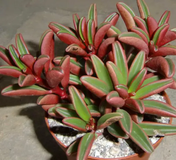 Peperomia Varieties