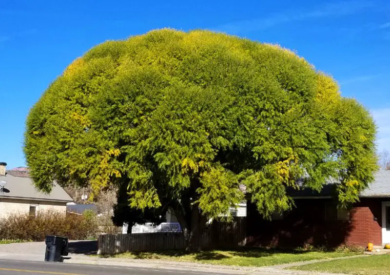 Globe Willow Tree