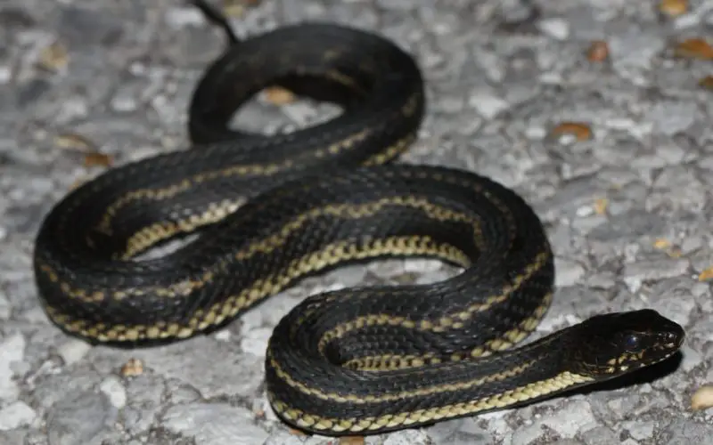 Black Snakes with Yellow Spots