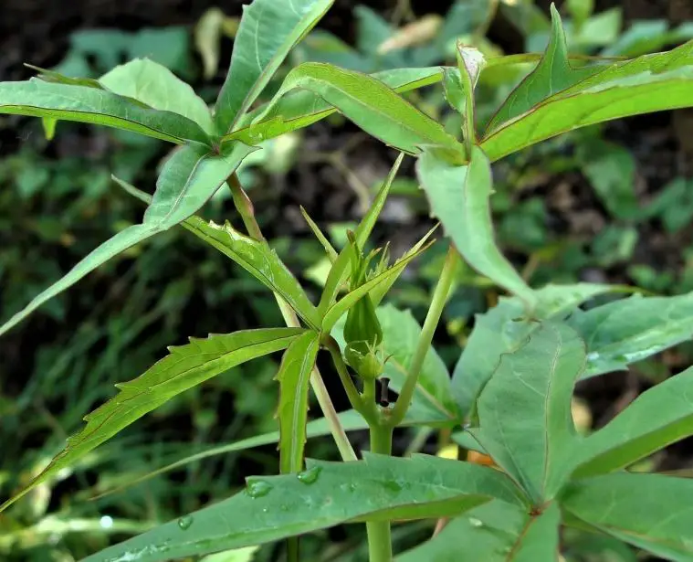15 Plants That Look Like Marijuana (Pictures and Identification)